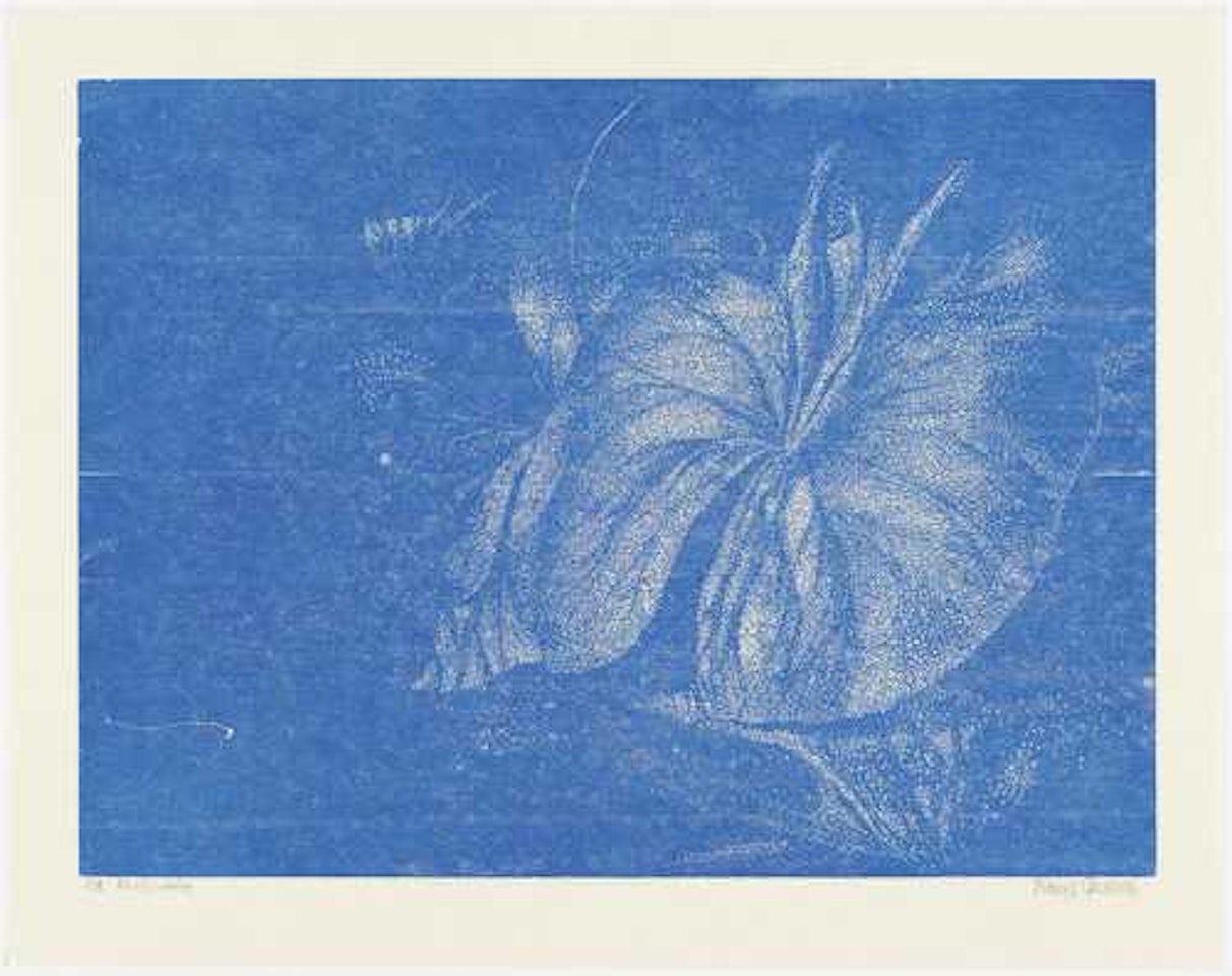 Teichrosenblatt by Franz Gertsch