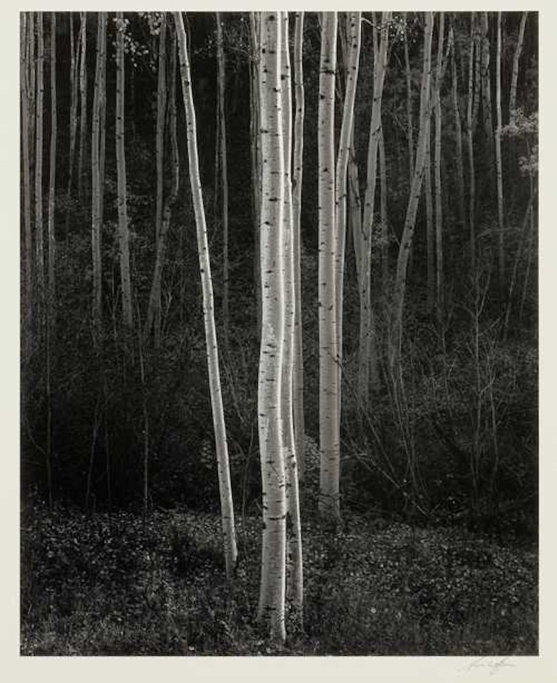 "Aspens, New Mexico" by Ansel Adams