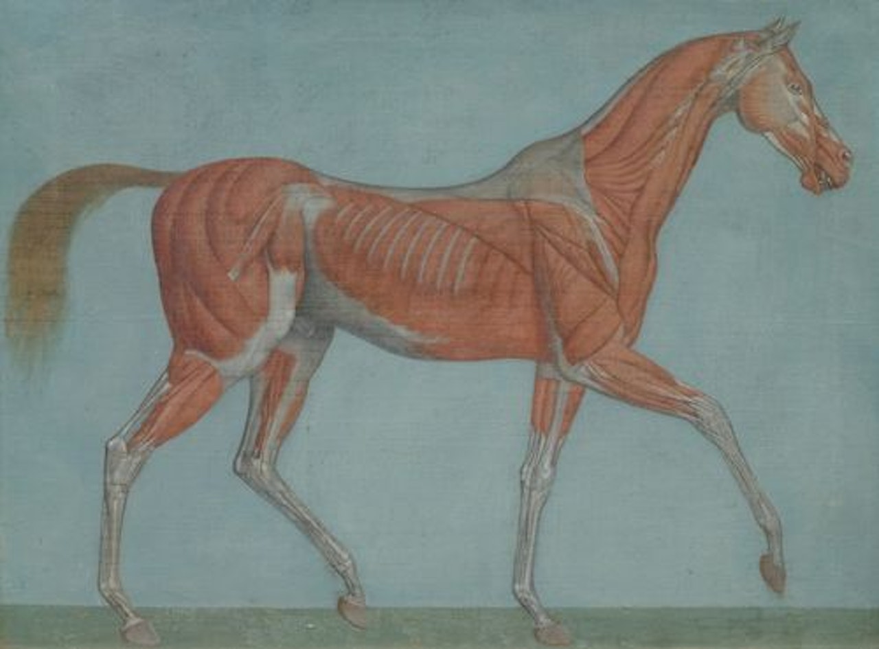 Pair of works: anatomical studies of a horse by Italian School