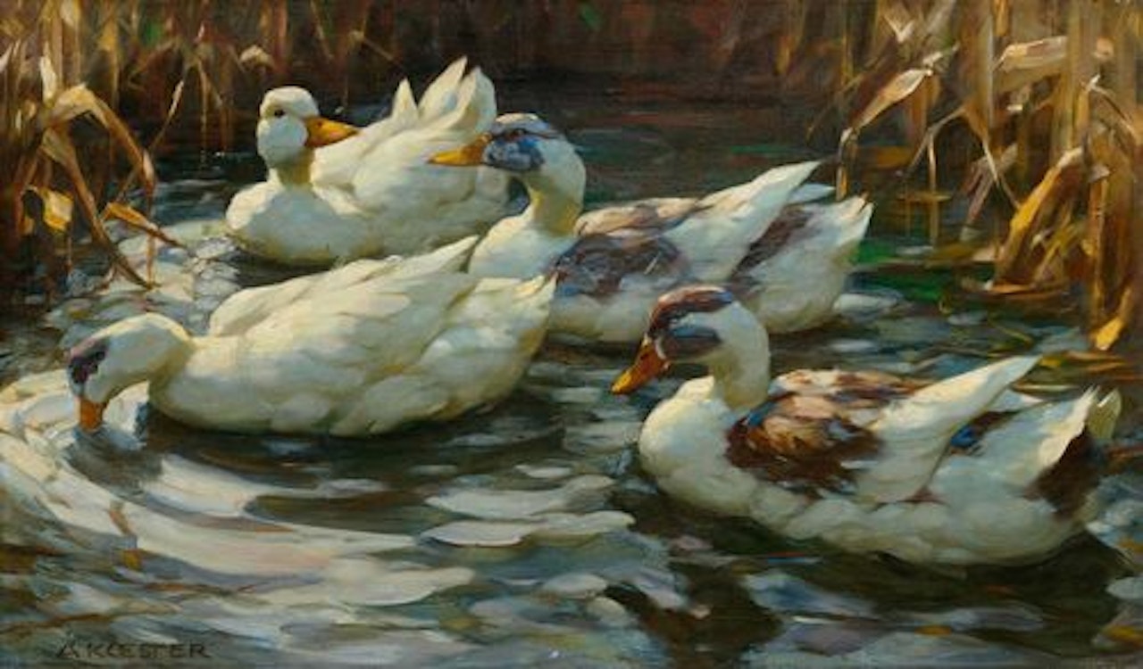 Four ducks in a pond by Alexander Koester
