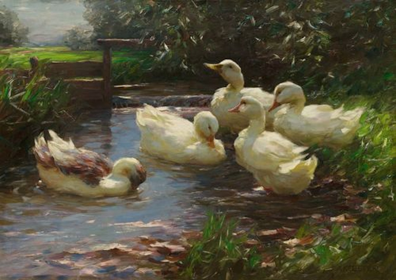 Ducks at the weir by Alexander Koester