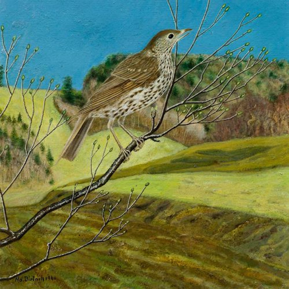 Singdrossel by Adolf Dietrich