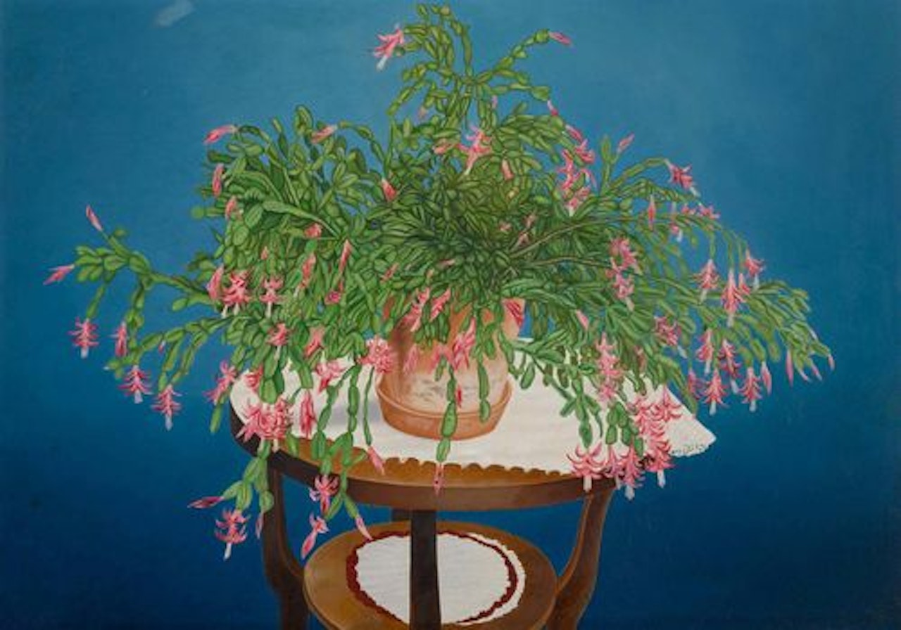 Weihnachtskaktus (Schlumbergera) by Adolf Dietrich