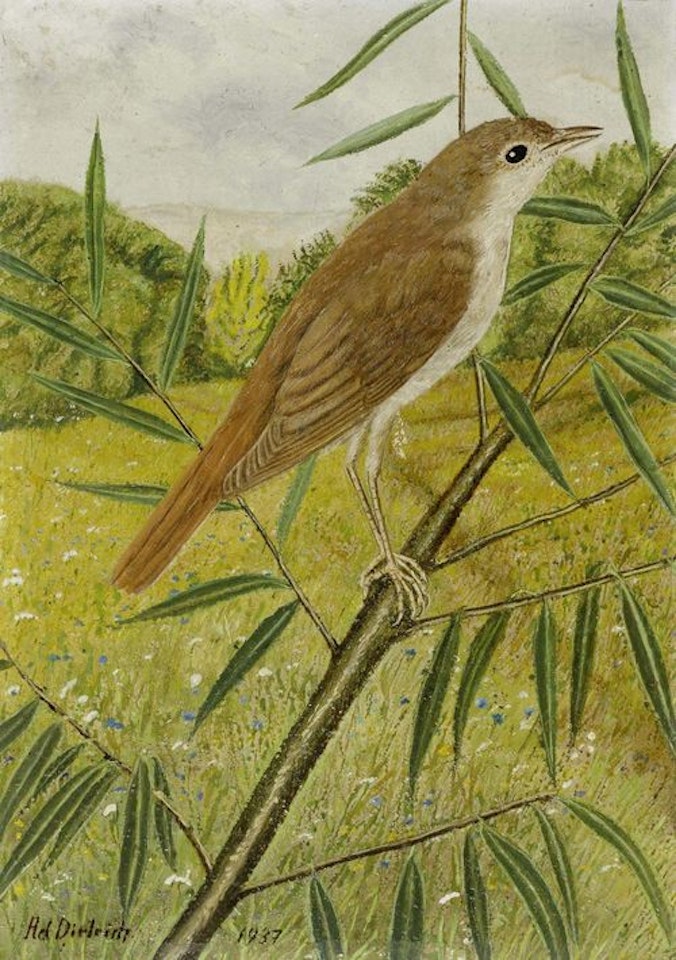 Nightingale by Adolf Dietrich