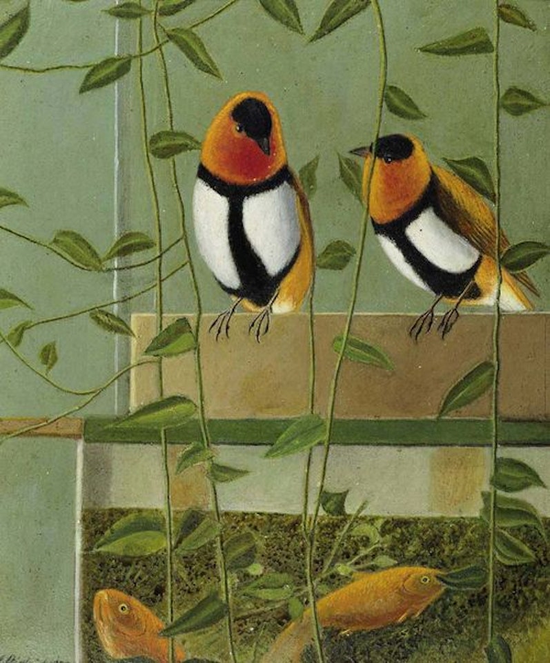 Weaver birds on aquarium by Adolf Dietrich