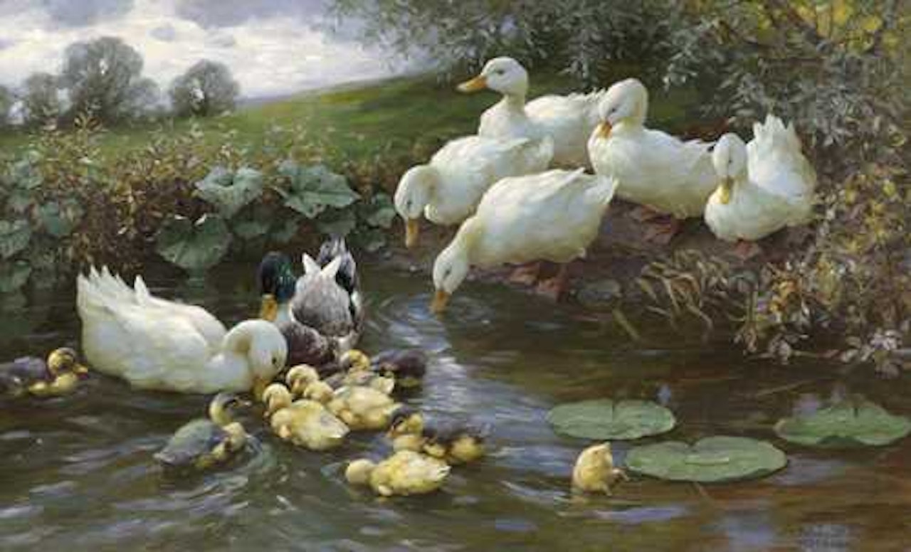 Family of ducks at the water by Alexander Koester