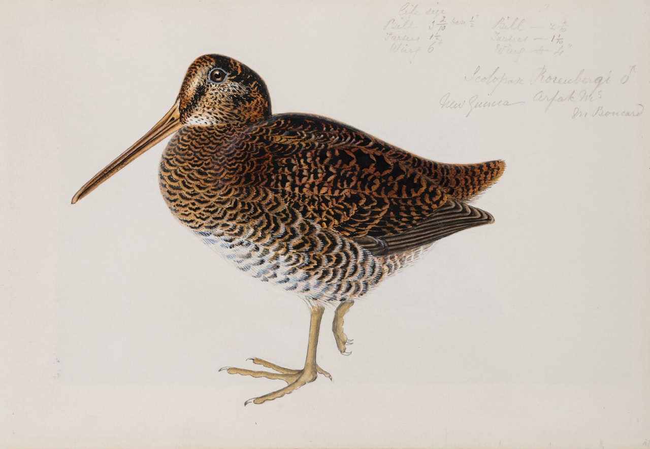 Study of Two Birds by English School