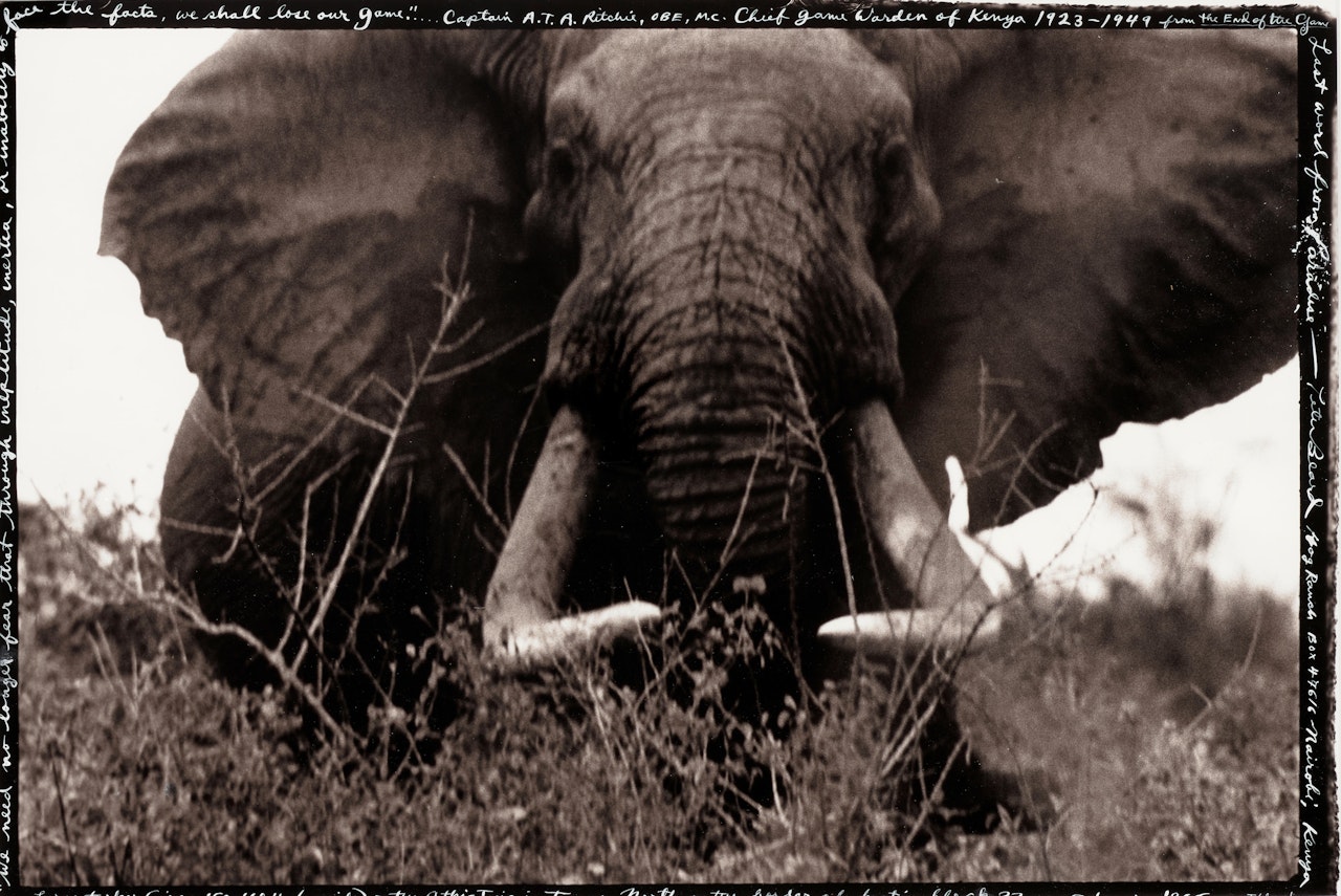 "Large Tusker on the Athi-Tiva in Tsavo" (Elephant) by Peter Beard