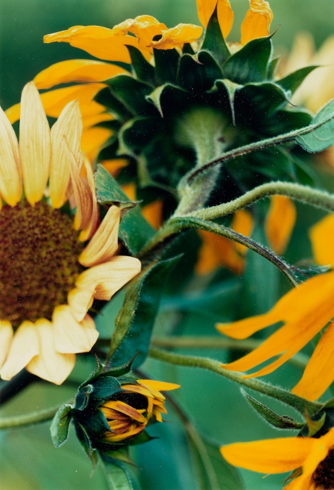 "Pflanze No. 65, Sonnenblumengruppe, Winterthur" (Sunflowers) by Thomas Struth
