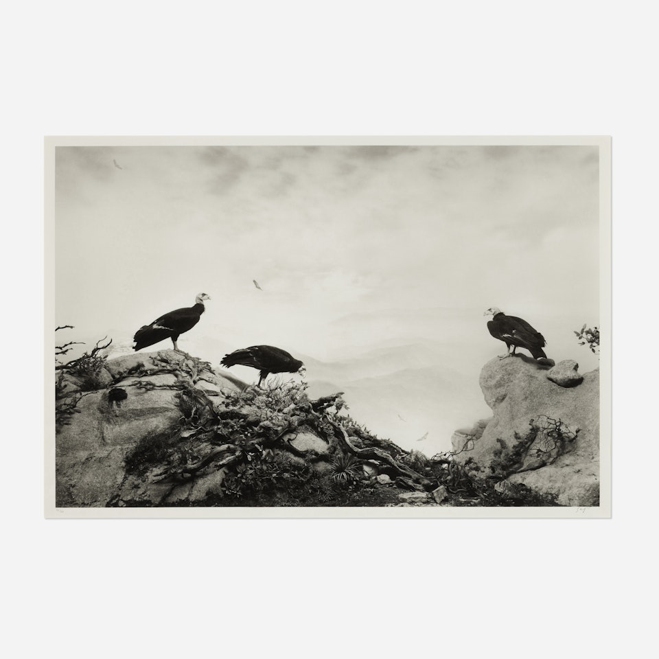 California Condor by Hiroshi Sugimoto