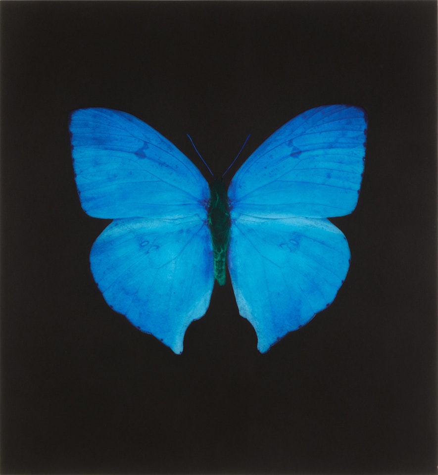 Butterfly Blue, from Memento by Damien Hirst