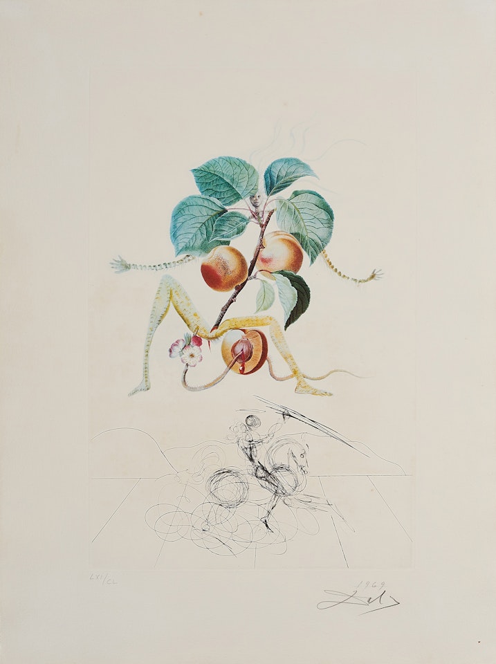 Abricot chevalier (From: Flordali - Les Fruits). by Salvador Dali