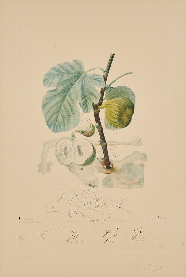 Homme figuier (From: Flordali Les Fruits). by Salvador Dali