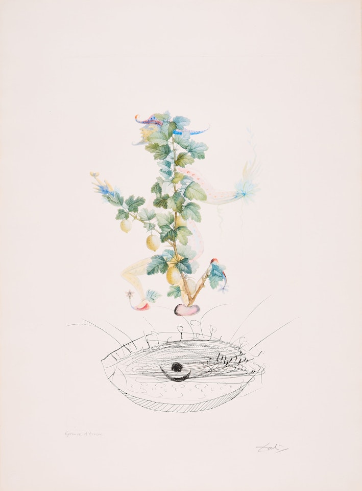 Reverence de Grosillier (From: Flordali Les Fruits). by Salvador Dali