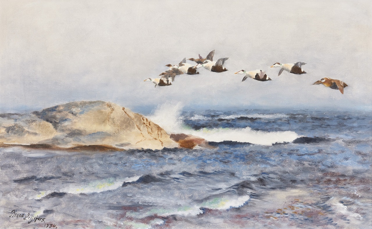Stretching eiders; Stretching eiders by Bruno Liljefors