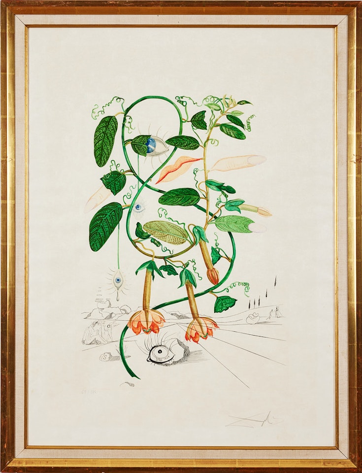 "Pisum sensuale" from: "Flora Dalinae"; "Pisum sensuale" from: "Flora Dalinae" by Salvador Dali