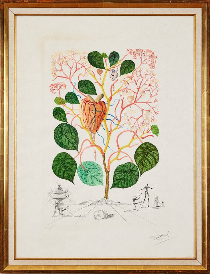 "Anacardium recordans" from: "Flora Dalinae"; "Anacardium recordans" from: "Flora Dalinae" by Salvador Dali