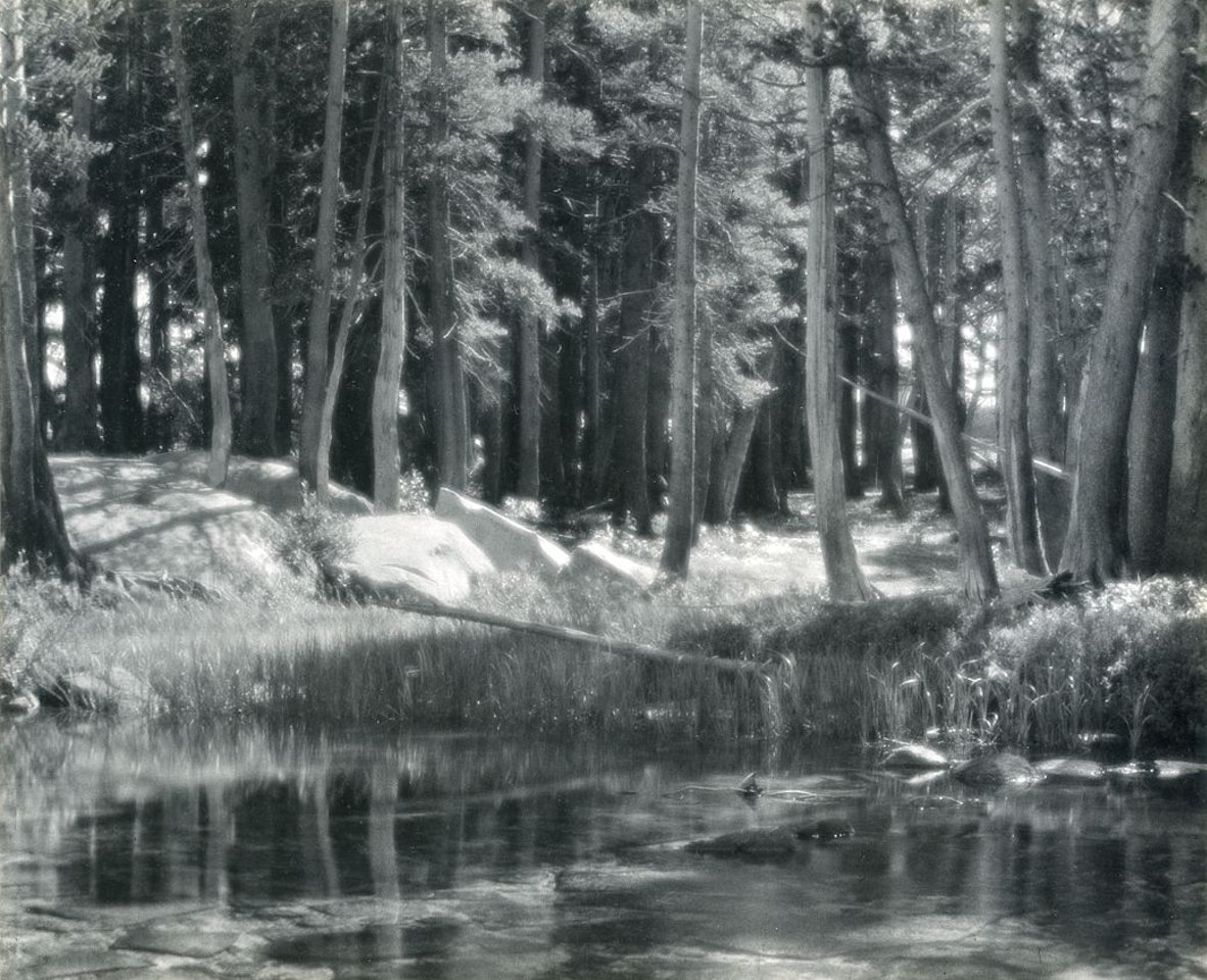 Lodgepole Pines, Lyell Fork of the Merced River, Yosemite National Park by Ansel Adams