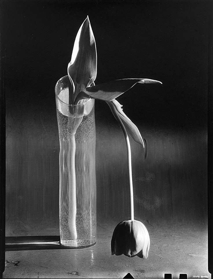 Melancholic Tulip by André Kertész