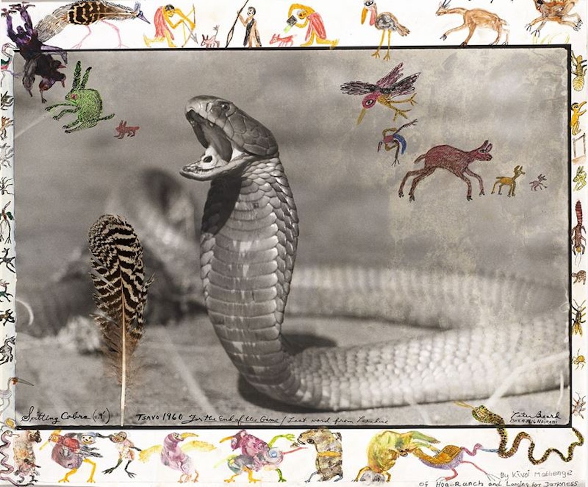 Spitting Cobra, Tsavo by Peter Beard