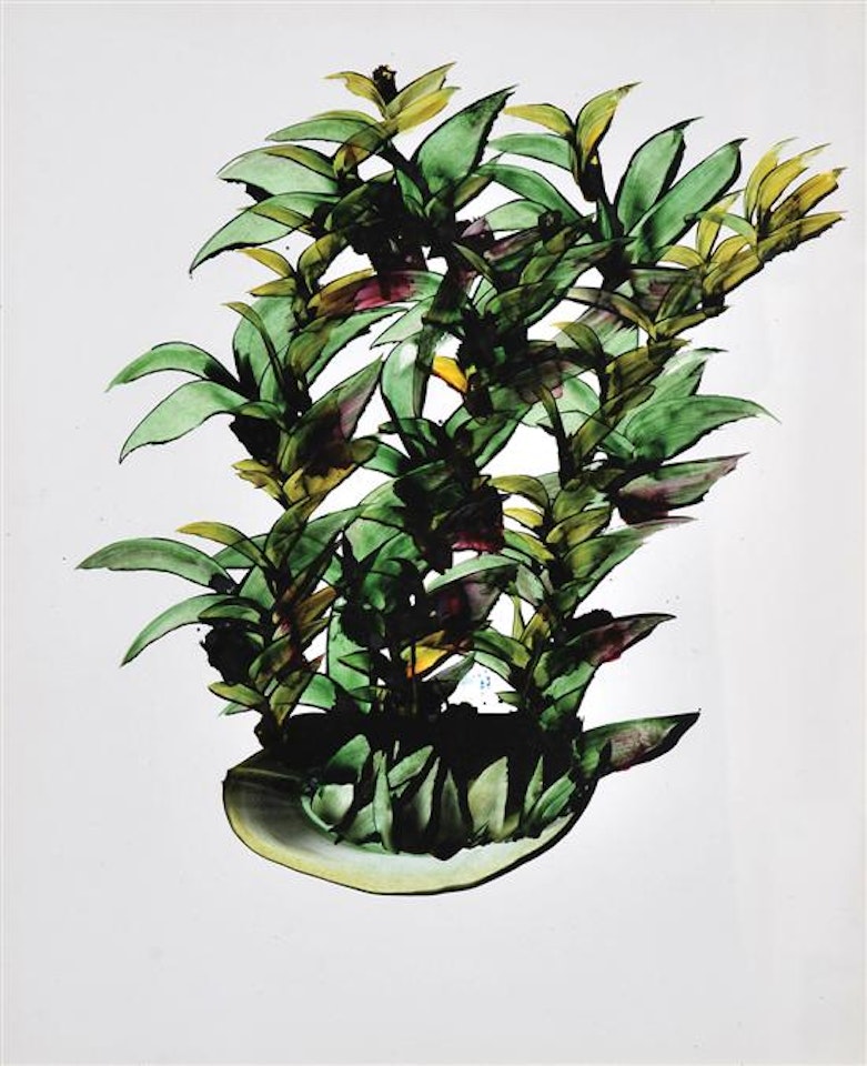 Native Flowers 1961 by Sidney Nolan