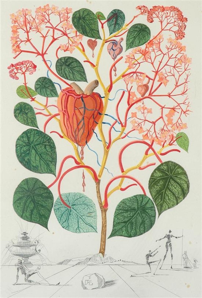 Begonia (Anacardium Recordans) by Salvador Dali