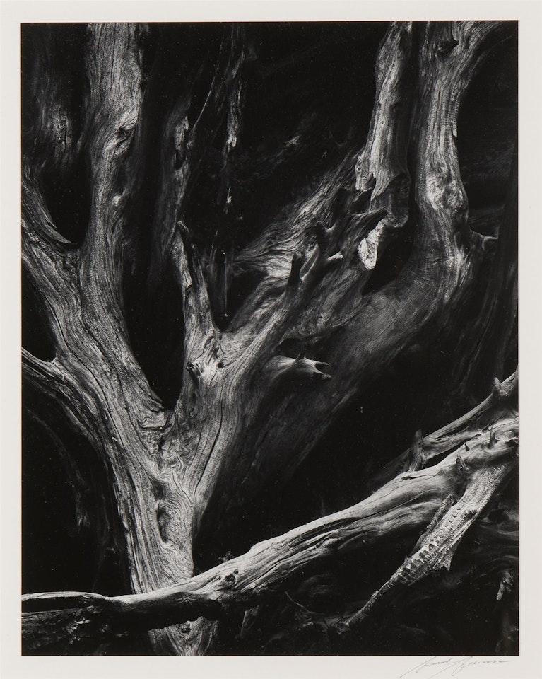 Sequoia Roots by Ansel Adams
