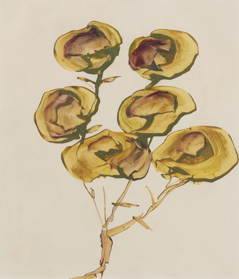 Flowers by Sidney Nolan