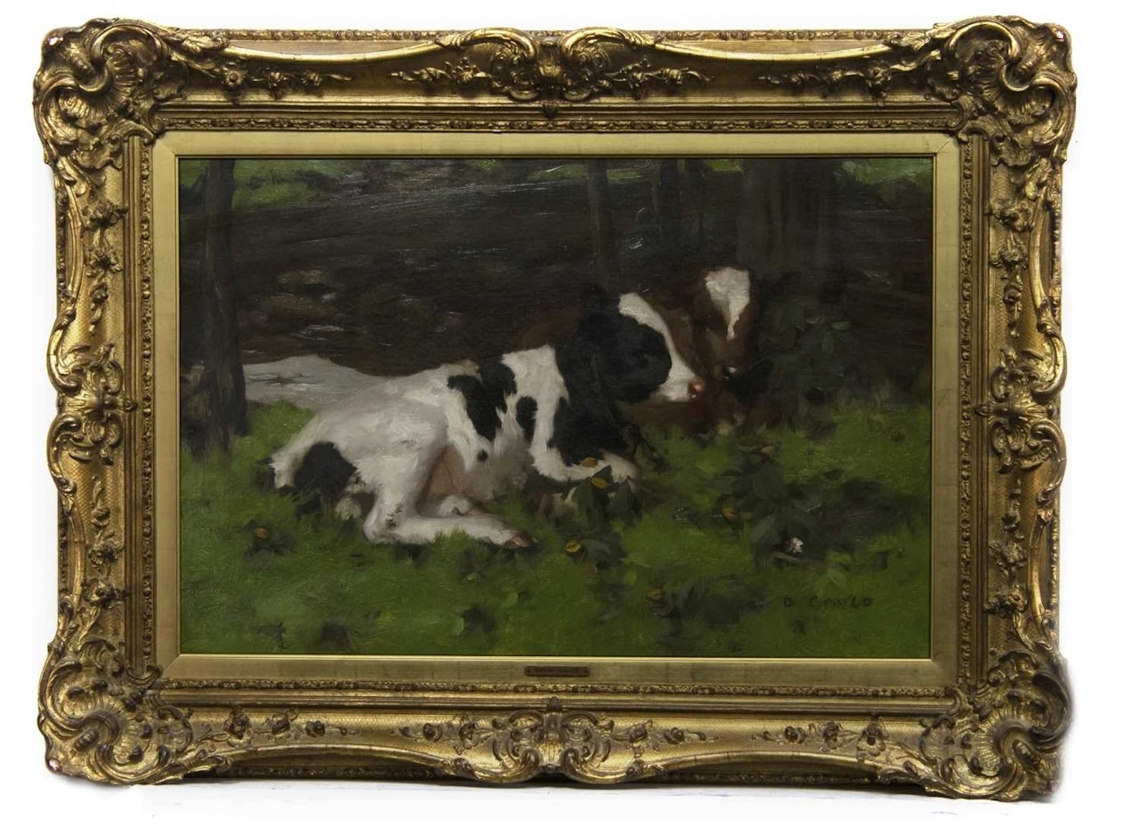 TWO CALVES by David Gauld