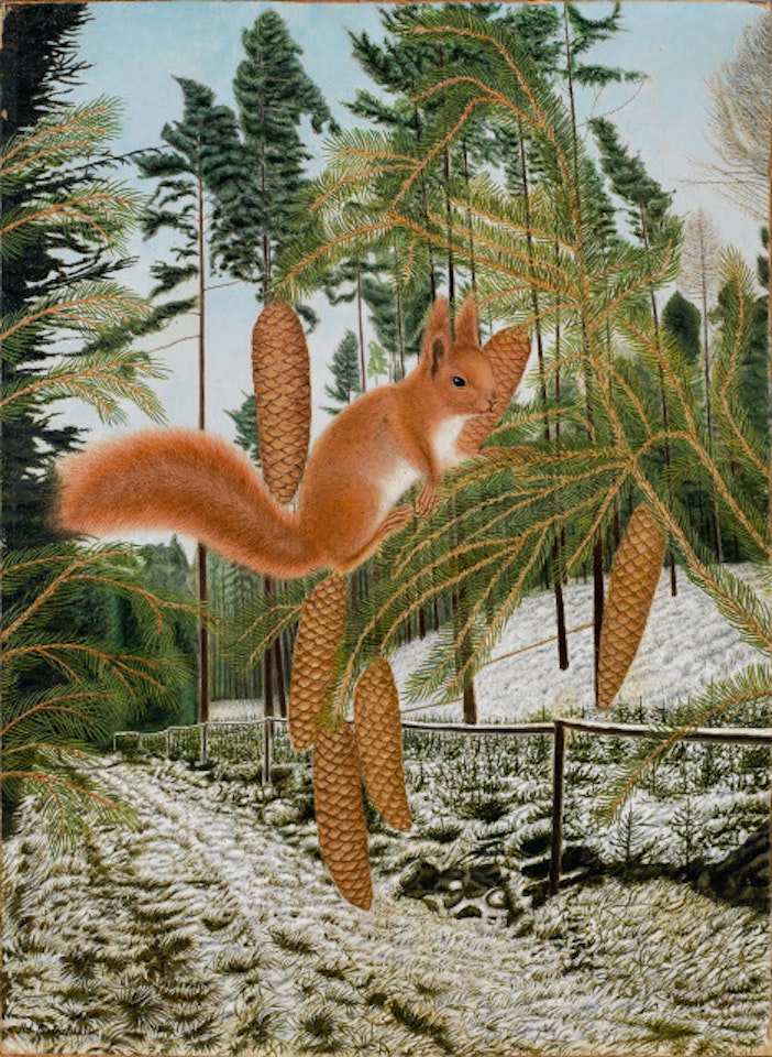 Squirrel on pine branch in winter by Adolf Dietrich