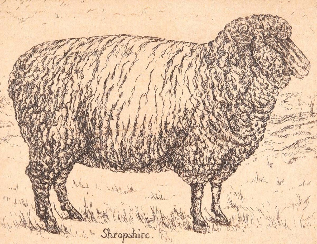 "SHROPSHIRE SHEEP" by English School