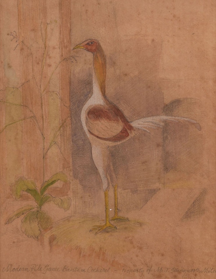 "BANTAM COCK" by English School