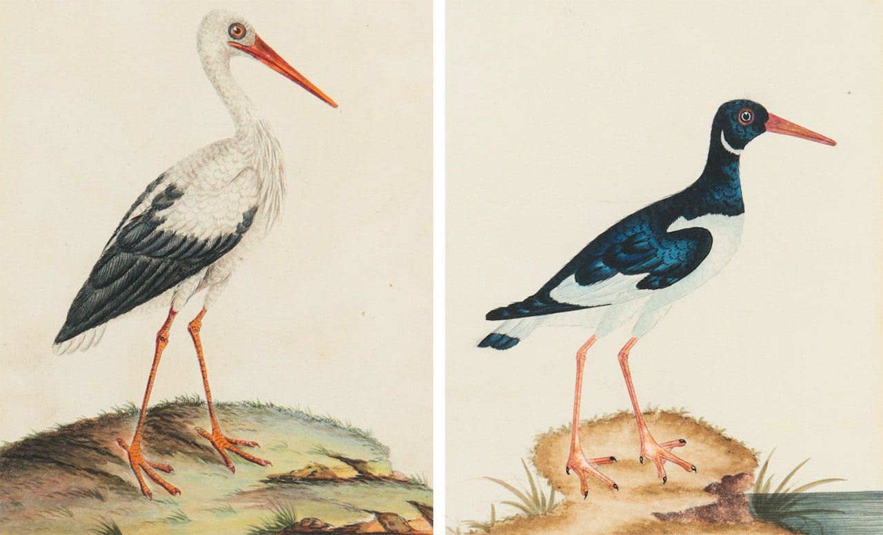 "WILD BIRDS" by English School