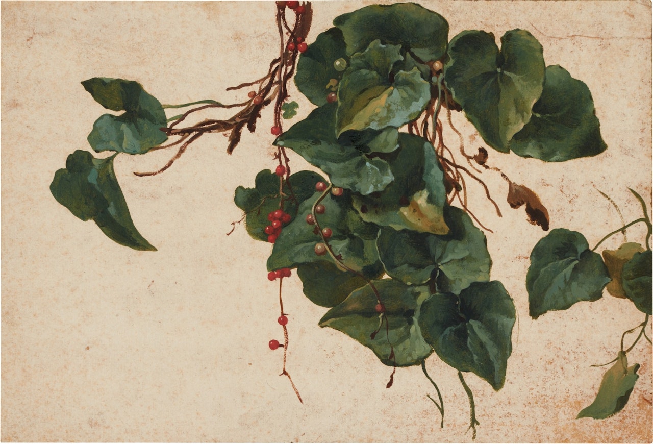 Ivy and berries by English School