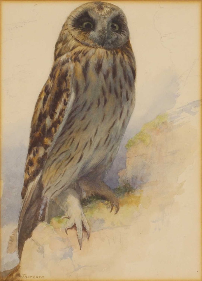 Study of an owl by Archibald Thorburn