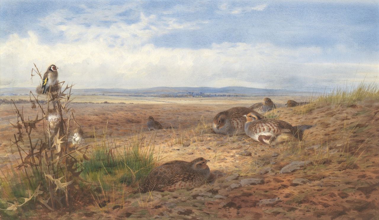 Partridge in the stubble, with a goldfinch on a thistle by Archibald Thorburn