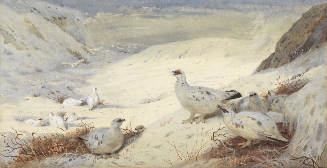 Ptarmigan in winter plumage by Archibald Thorburn