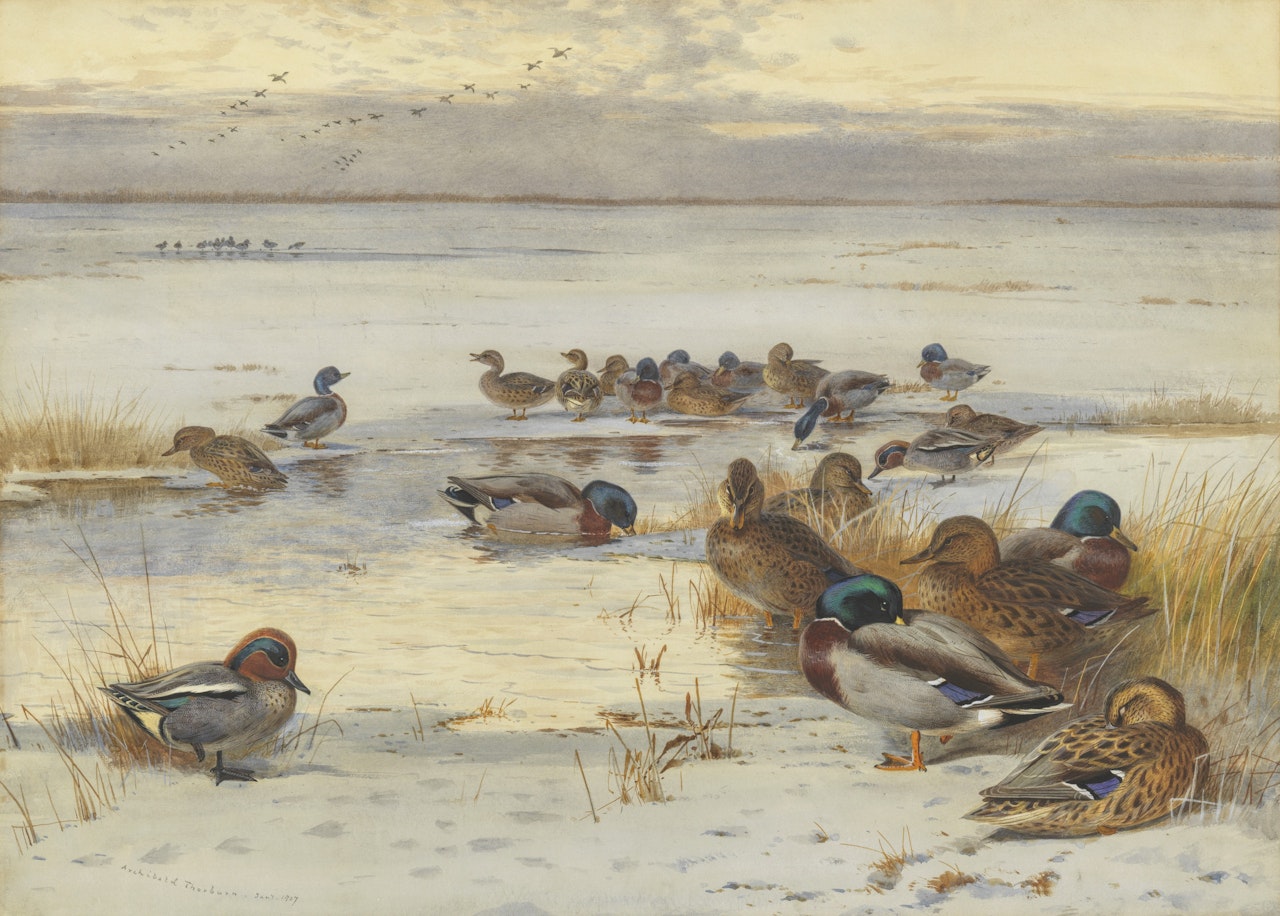 Mallard and teal on a snowy marsh by Archibald Thorburn