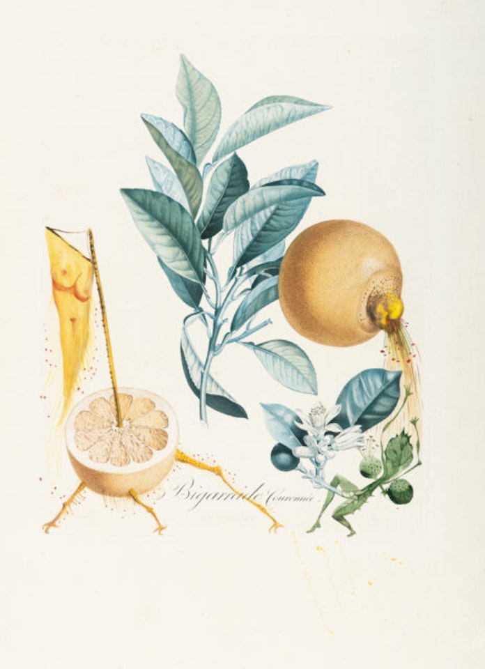 Pampelmousse érotique by Salvador Dali