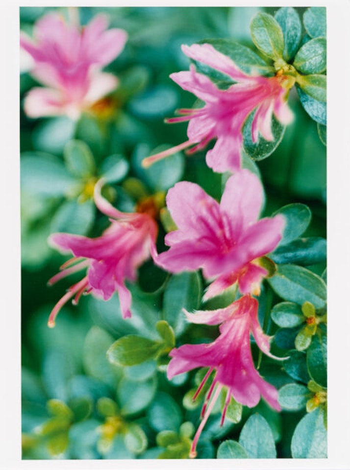 Pink azalea, Düsseldorf, Neanderstrasse by Thomas Struth