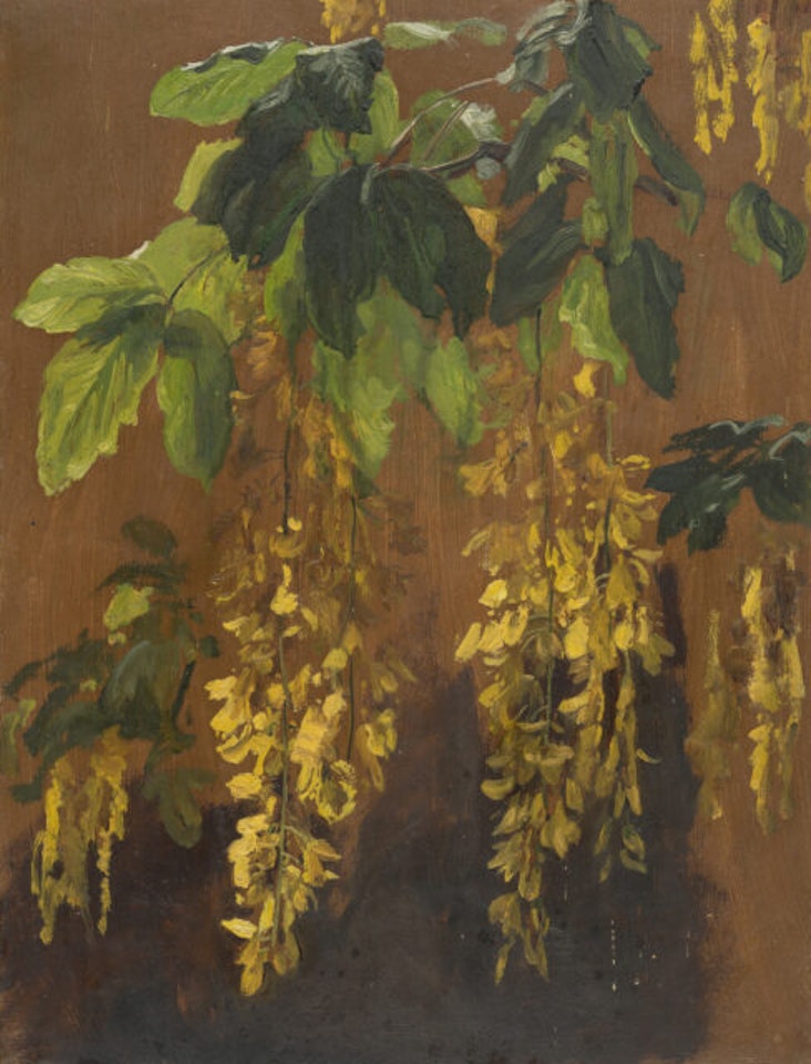 Laburnum by Christian Friedrich Gille