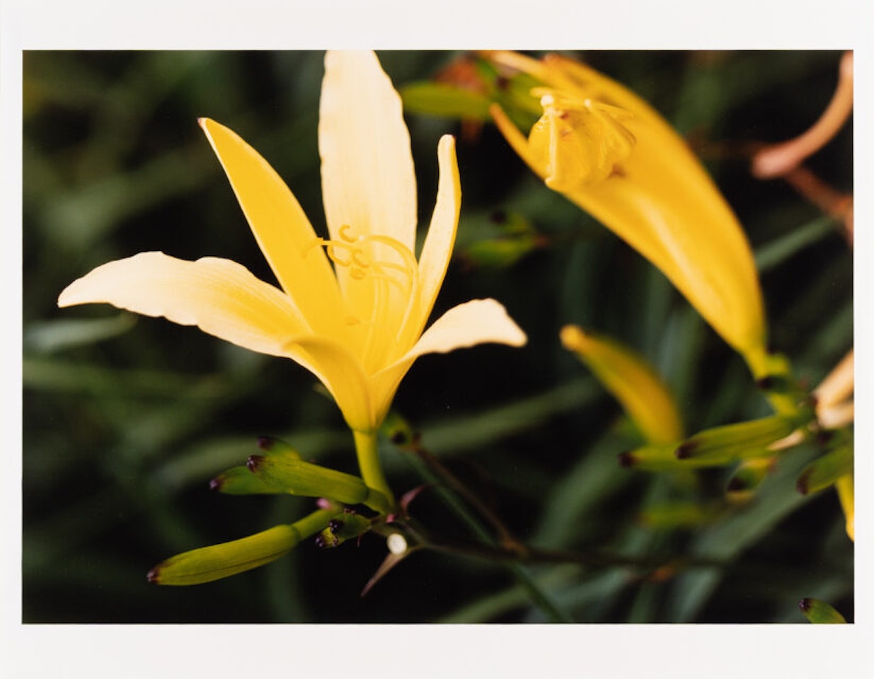 “Yellow lily” by Thomas Struth