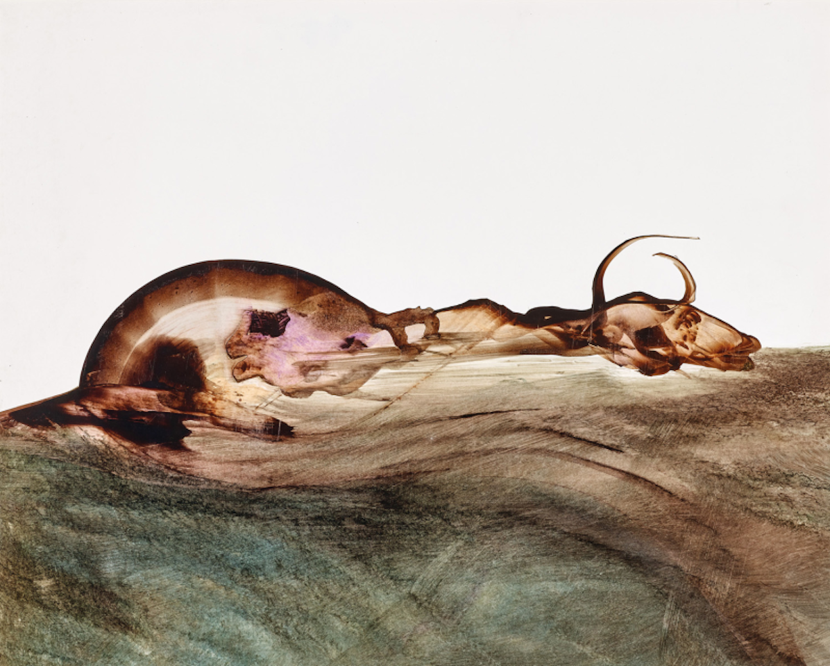 Carcass by Sidney Nolan