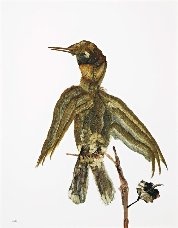 BIRD by Sidney Nolan