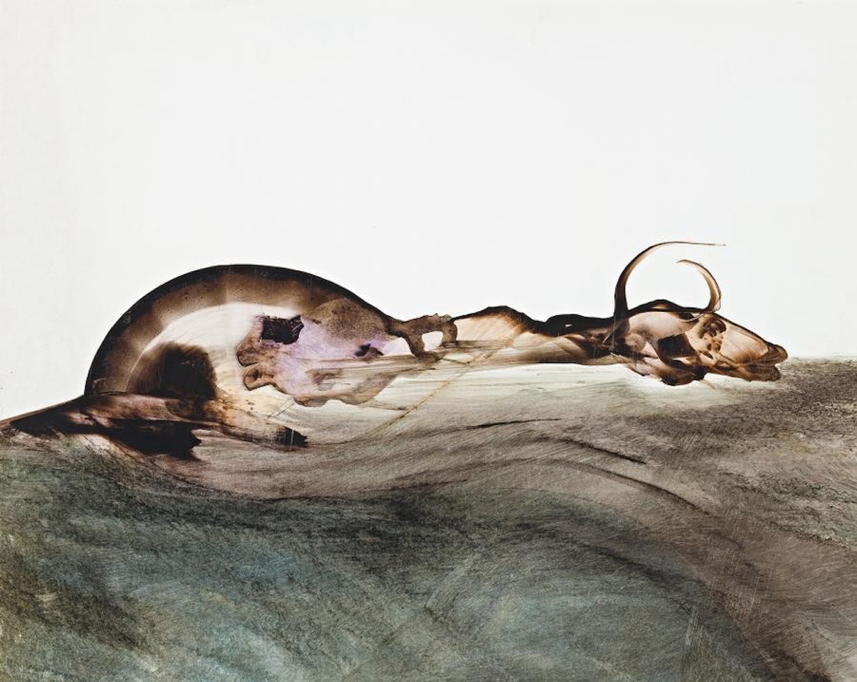 CARCASS by Sidney Nolan