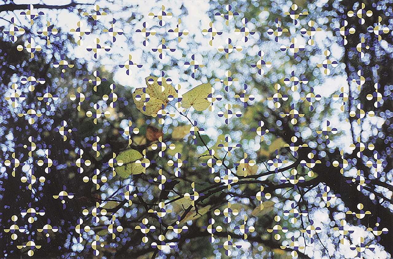 Light through Leaves by Gabriel Orozco