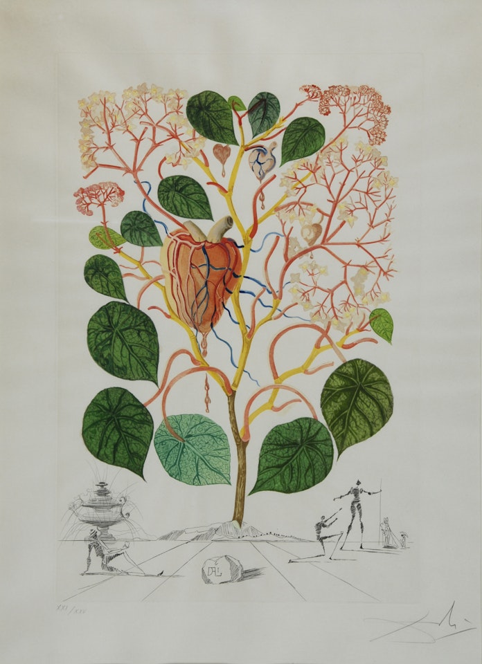 Begonia, from"Flordali" by Salvador Dali