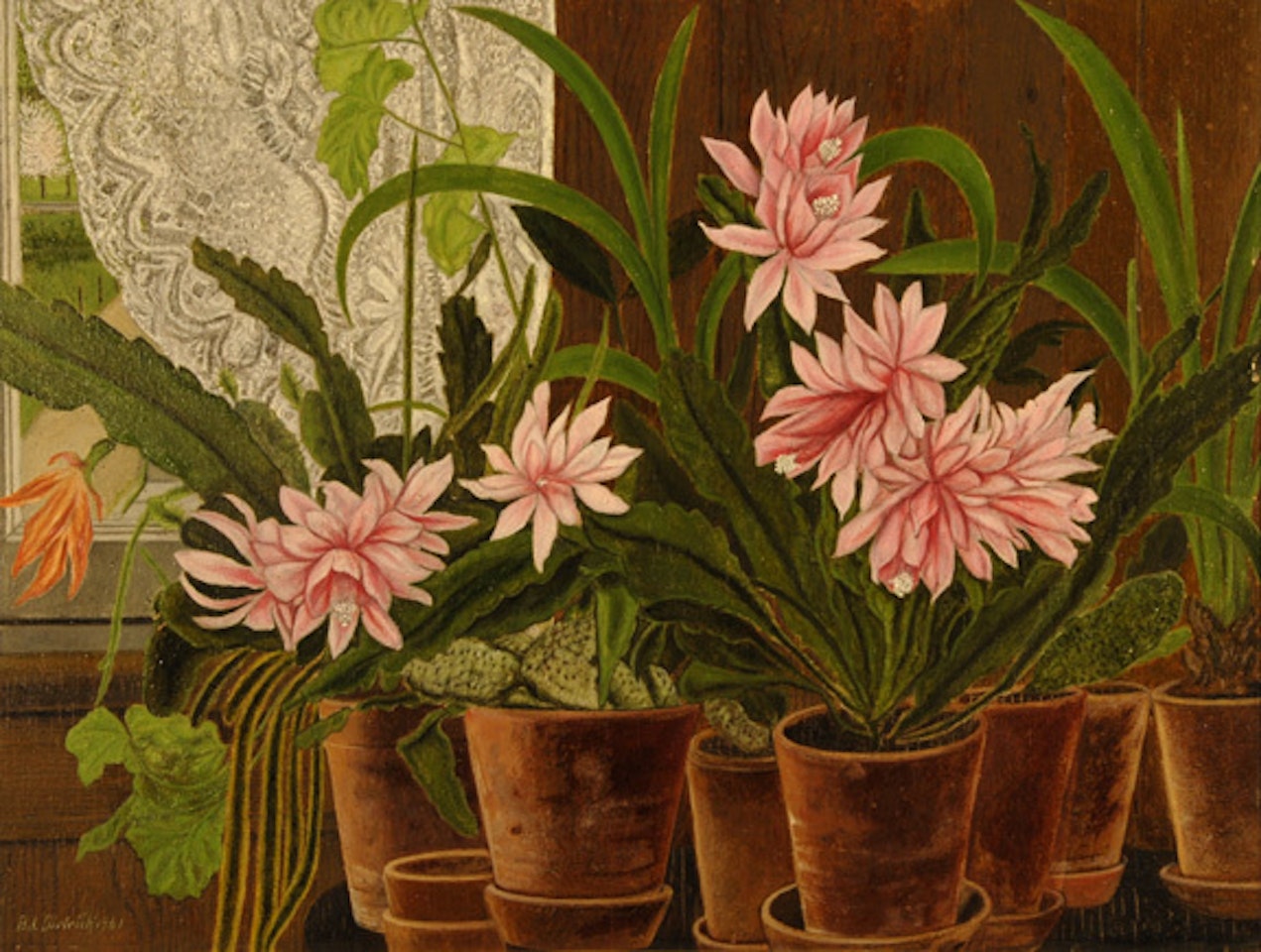 Rosa Kakteen am Fenster by Adolf Dietrich