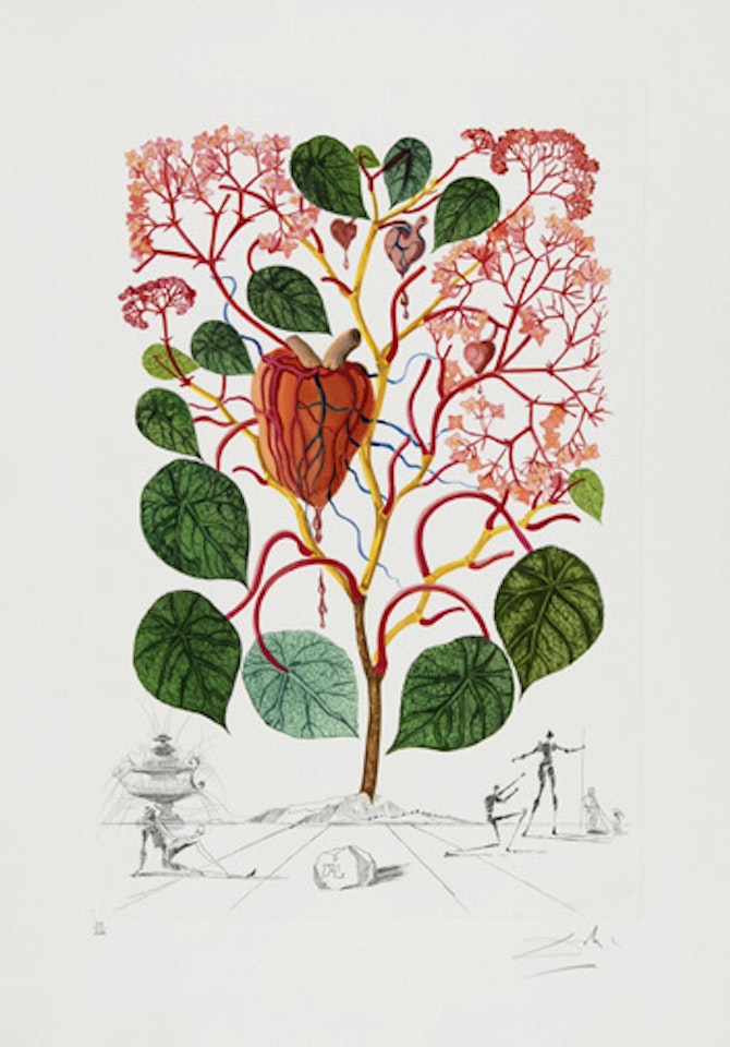 Begonia (Anacardium recordans) , from "Flordali (Flora Dalinae) " by Salvador Dali