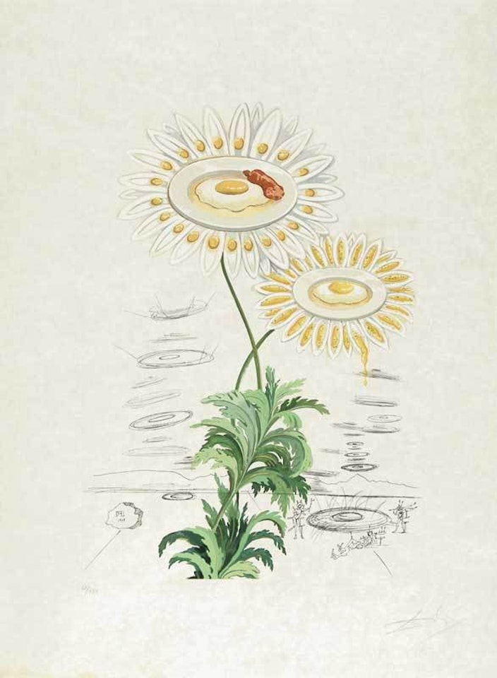 Marguerite (Chrysanthemum frutescens) , from "Flordali (Flora Dalinae) " by Salvador Dali